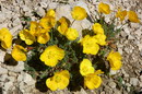 Papaver Alpinum